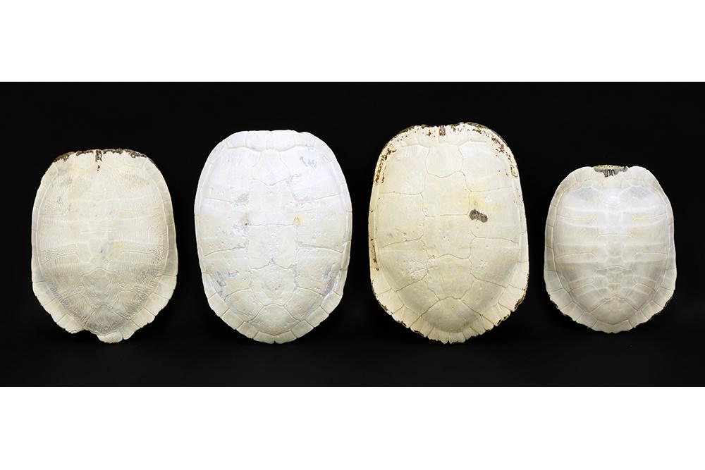 Four Painted Turtle Shells.: Four Painted Turtle Shells. Largest: 3" x 9.5" x 7"