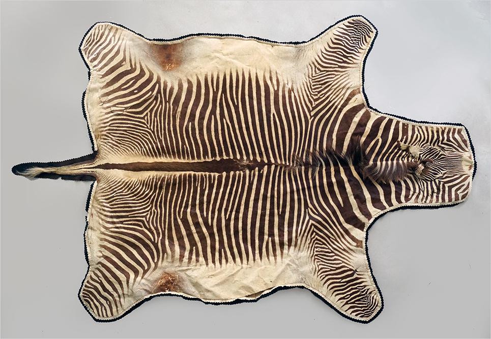 A Zebra Skin Rug. (1 of 20)