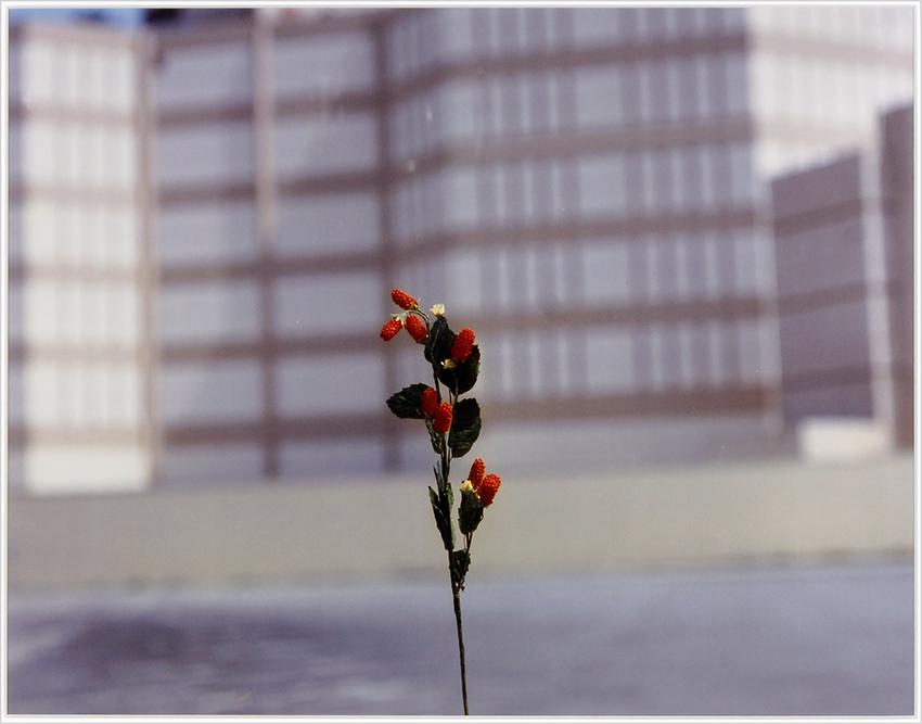 Daniel Martinez (American, B. 1961) Flower. (1 of 1)