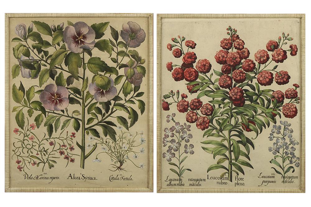 Basilius Besler (German, 1561-1629) Two Botanical (1 of 2)