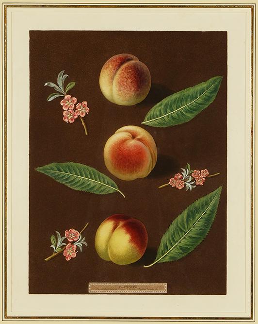 George Brookshaw (British, 1751-1823) Peach/Nectarine: George Brookshaw (British, 1751-1823) Peach/Nectarine 'Chancellor et al'. Hand-colored aquatint, 1806, Plate XXXVI of 'Pomona Britannica'. Provenance: Kenyon Oppenheimer, Chicago 17.5" x 13.5" Frame: