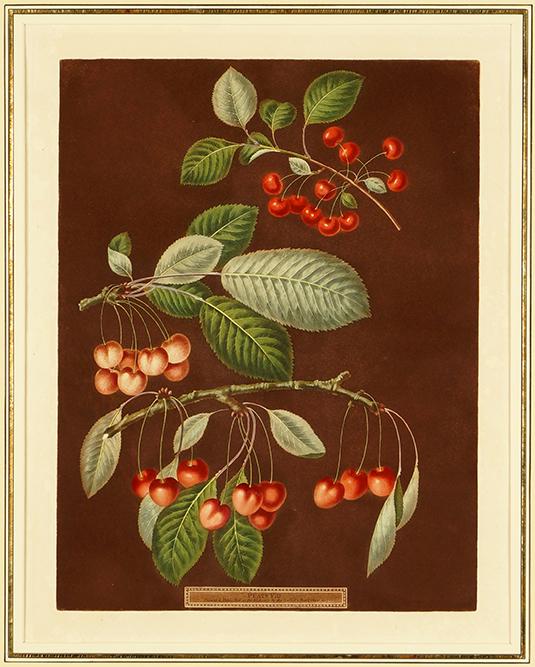 George Brookshaw (british, 1751-1823) Cherries 'Early: George Brookshaw (british, 1751-1823) Cherries 'Early May / Adam's Crown et al'. Hand-colored aquatint, 1807, Plate VIII of 'Pomona Britannica'. Provenance: Kenyon Oppenheimer, Chicago 17.5" x 13.75"
