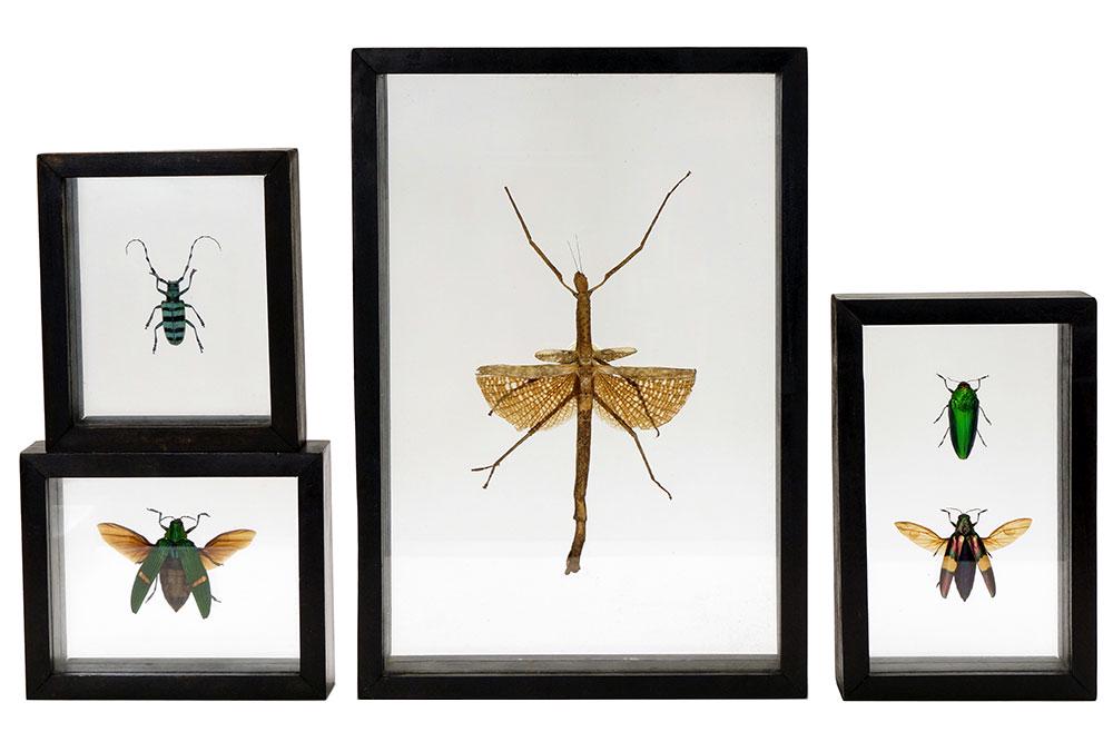 A Set of Four Framed Malaysian Insect Specimens. (1 of 1)
