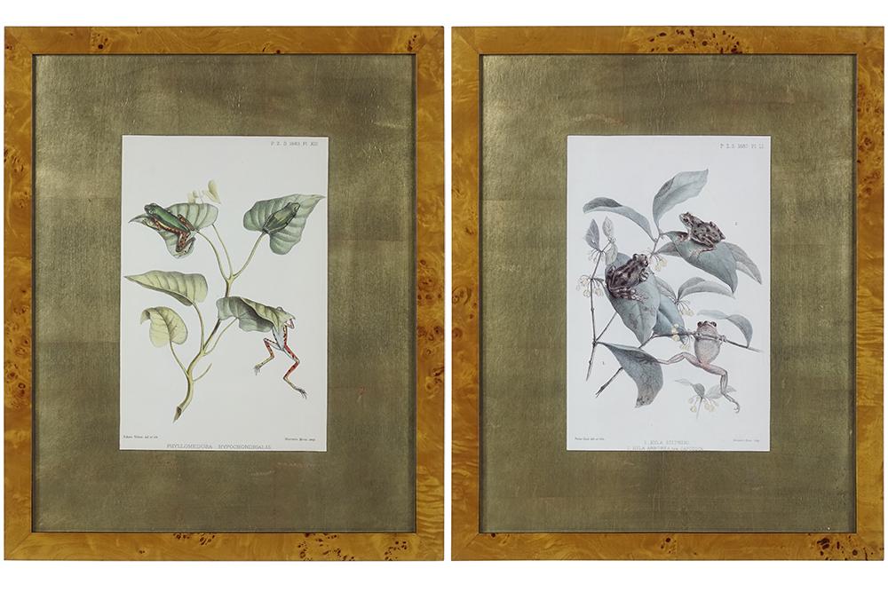 After Edwin Wilson (British, 1872-1912) Two Giclee: After Edwin Wilson (British, 1872-1912) Two Giclee Reproductions. Each depicting frog species Sight: 13" x 8 1/4" Frame: 18" x 22"