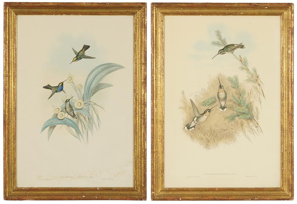 John Gould (British, 1804-1881) 'Heliomaster Constanti': John Gould (British, 1804-1881) 'Heliomaster Constanti' and 'Damophila Amabilis'. Two hand-colored lithographs by H.C. Richter. Provenance: Far Gallery, New York Each: 21 1/2" x 14 3/4" Frame: 24 1/4"