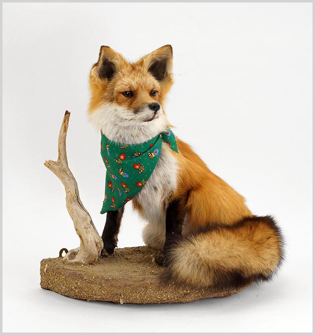 A Taxidermy Red Fox Mounted on Log.: A Taxidermy Red Fox Mounted on Log. Featuring a full body red fox mounted on a log base, can be mounted on a wall or free standing 19" x 20" x12"