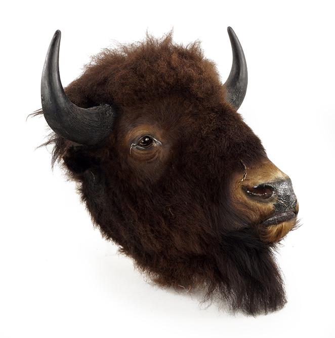 Bison Bufflo Head Taxidermy Mount.: Bison Bufflo Head Taxidermy Mount. Featuring a full head taxidermy buffalo, wall mount 34" x 25" x 21`"