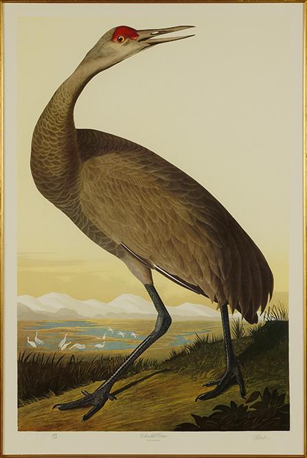 M. Bernard Loates (Canadian, B. 1945) Sandhill Crane.: M. Bernard Loates (Canadian, B. 1945) Sandhill Crane. Color etching and aquatint, 1987, pencil signed lower right and numbered 859/1,000 37 1/4" x 24 1/4" Frame: 50 1/2" x 37 1/4"