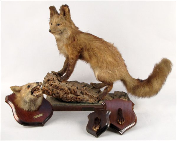 FULL FOX TAXIDERMY MOUNT.: FULL FOX TAXIDERMY MOUNT. Together with a mounted fox head, and two mounted fox paws Fox mount: H:27" W:31" D:9"