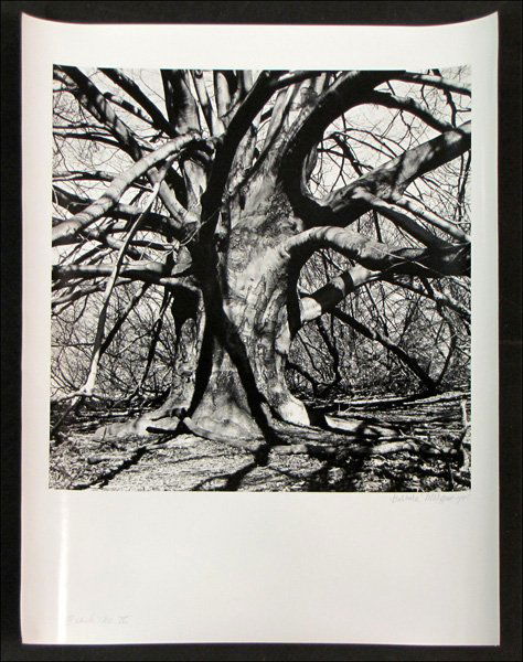BARBARA MORGAN (AMERICAN 1900-1992) BEACH TREE: BARBARA MORGAN (AMERICAN 1900-1992) BEACH TREE IV. Gelatin silver print, 1945, printed in 1980; Signed, dated and titled in ink in the lower margin; Additionally signed, dated and titled and ink on th