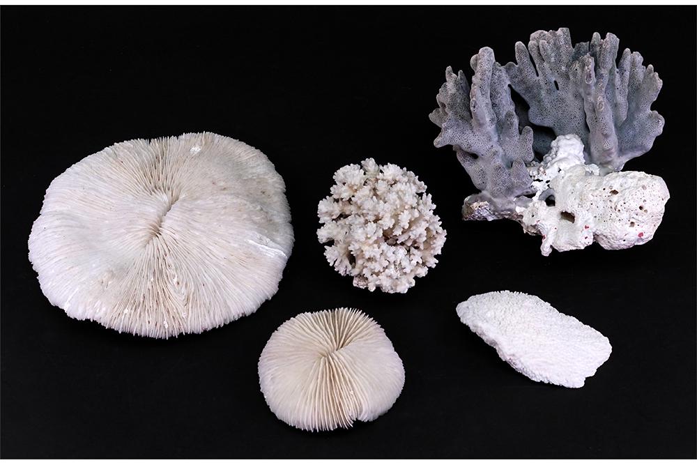A Collection of Coral Specimens. (1 of 1)