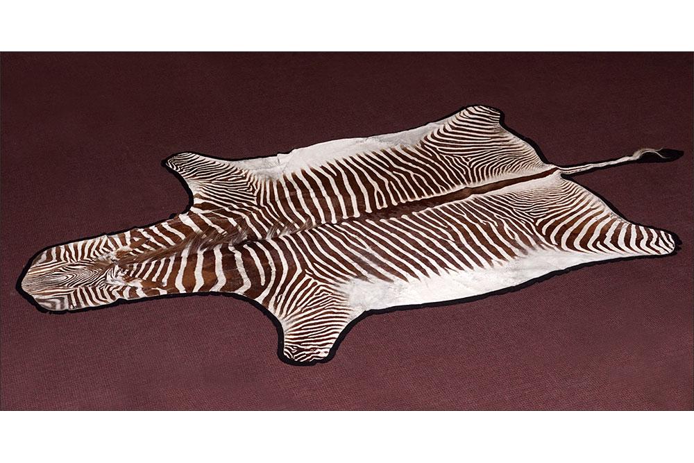 A Zebra Skin Rug. (1 of 20)