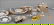 882158: GROUP OF CAPODIMONTE GILT AND PAINTED TABLE ART