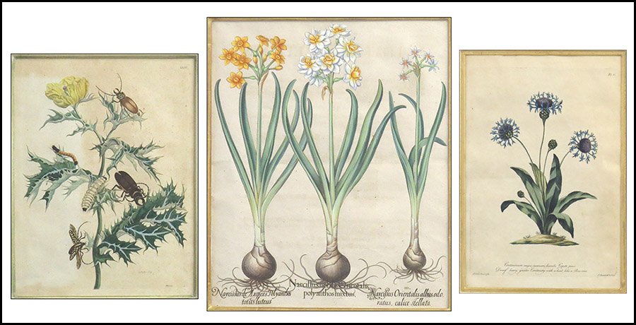 BASILIUS BESLER (GERMAN, 1561-1629) NARCISSUS NOBILIS O: BASILIUS BESLER (GERMAN, 1561-1629) NARCISSUS NOBILIS ORIENTALIS POLYANTHOS MIXTUS. Hand colored engraving. Together with a Maria Sibylle Merian and a John Edwards botanical print. Larger framed: 35" 