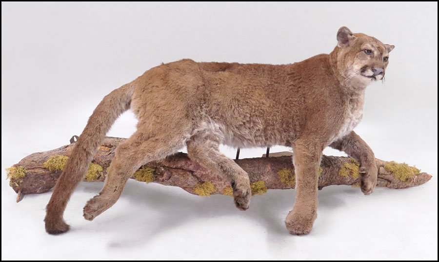 FULL TAXIDERMY MOUNTAIN LION.: FULL TAXIDERMY MOUNTAIN LION. Mounted on a driftwood base. Note: this lot cannot be shipped out of the state of Illinois Lion: 32'' x 53'' x 23'' Base: 15'' x 81'' x 13''