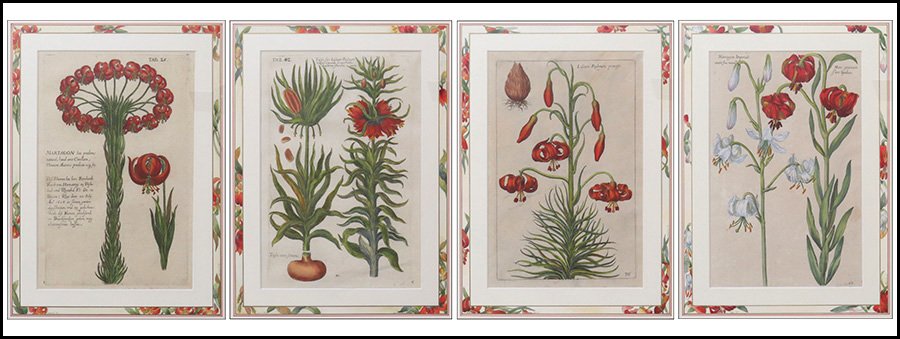 JOHANN THEODOR DE BRY (BELGIAN, 1528-1598) FOUR BOTANIC: JOHANN THEODOR DE BRY (BELGIAN, 1528-1598) FOUR BOTANICAL ENGRAVINGS. Each a hand-colored copper engraving Sight: 11" x 7" Frame: 22" x 18"