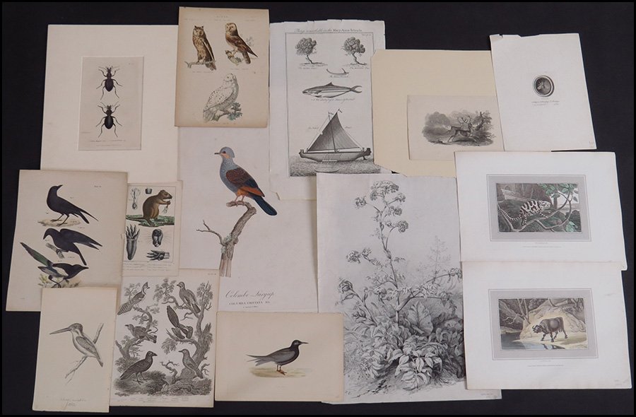 COLLECTION OF 19TH AND 20TH CENTURY ZOOLOGICAL PRINTS.: COLLECTION OF 19TH AND 20TH CENTURY ZOOLOGICAL PRINTS. Includes lithographs and hand-colored engravings of fish, birds, reptiles, insects, and various mammals. Together with a book of Thomas Bewick pr