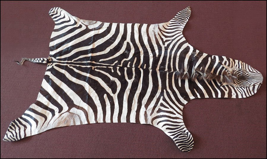 A TAXIDERMY ZEBRA SKIN RUG.: A TAXIDERMY ZEBRA SKIN RUG. 9'2'' x 6'