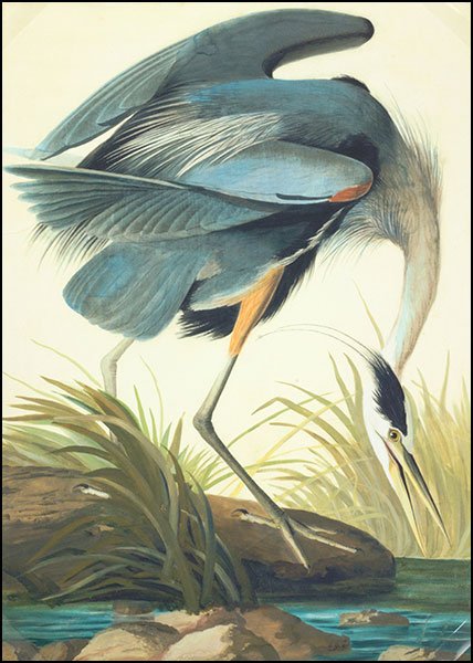 AFTER JOHN JAMES AUDUBON (AMERICAN, 1785-1851) GREAT: AFTER JOHN JAMES AUDUBON (AMERICAN, 1785-1851) GREAT BLUE HERON, PLATE 211. Facsimle giclee print, edition 19/200. From The New-York Historical Society's Edition "Audubon's Fifty Best Watercolors". Pr