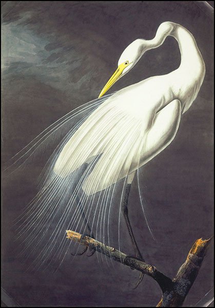 AFTER JOHN JAMES AUDUBON (AMERICAN, 1785-1851) GREAT: AFTER JOHN JAMES AUDUBON (AMERICAN, 1785-1851) GREAT EGRET, PLATE 18.30. Facsimile giclee print, edition 19/200. From The New-York Historical Society's Edition "Audubon's Fifty Best Watercolors". Prin
