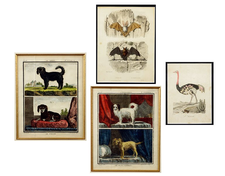After Jacques Eustache De Seve (French, 1742-1788) Two: After Jacques Eustache De Seve (French, 1742-1788) Two Engravings. "Le Petit Barbet" and "Le Pyrame". Together with an engraving of bats, and an engraving of an emu De Seve sight: 9" x 7"