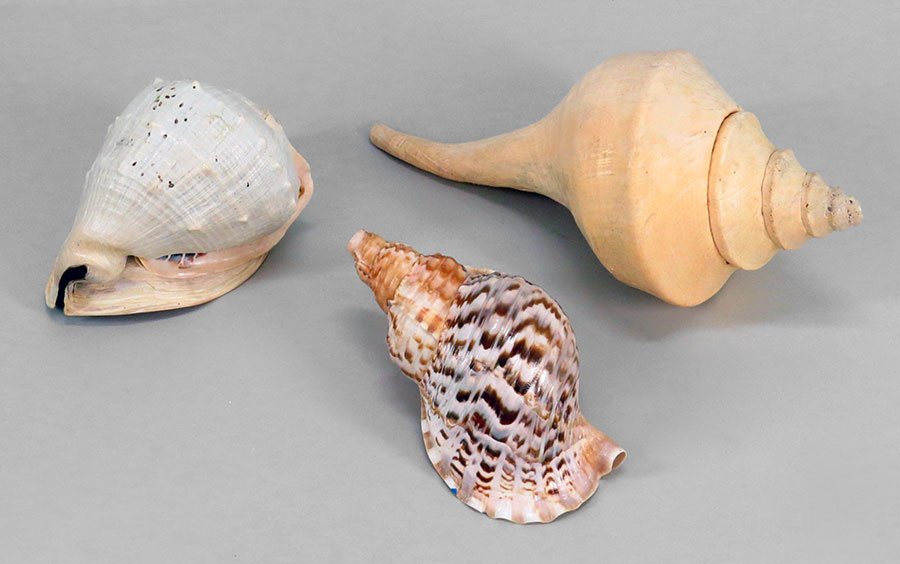 An Australian Snail Shell.: An Australian Snail Shell. Together with a conch snail shell, and a triton trumpet shell Snail shell: 27" x 15"