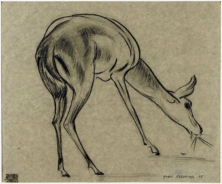 John Skeaping (British, 1901-1980) Young Deer.: John Skeaping (British, 1901-1980) Young Deer. Charcoal on paper. Signed and dated '75 LR Sight: 8" x 9.5"