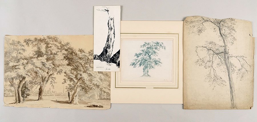 Attributed To Paul Sandby (British, 1731-1809) Study Of: Attributed To Paul Sandby (British, 1731-1809) Study Of An Oak Tree. Ink drawing. Signed LR. Together with over twenty pencil or ink drawings depicting forest scenes by various artists Oak Tree Sight: