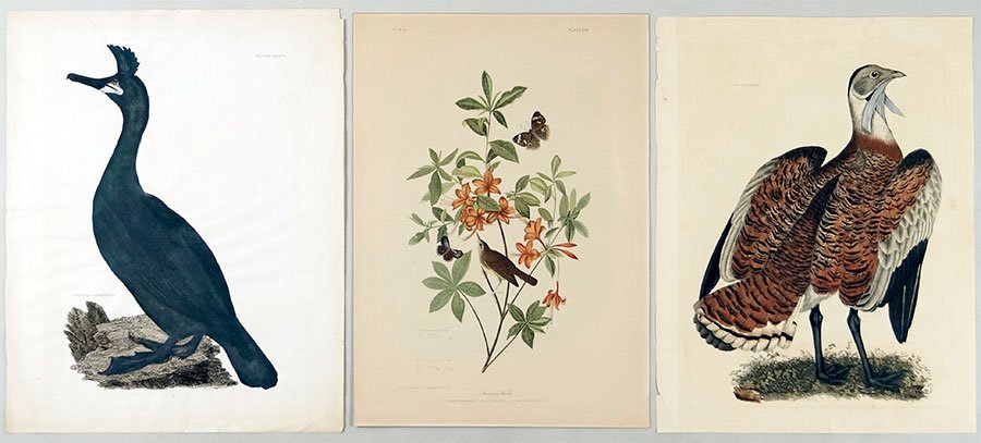 After John James Audubon (American, 1785-1857): After John James Audubon (American, 1785-1857) Suwainson's Warbler. Color lithograph. Together with four additional prints depicting birds Warbler: 25" x 18"