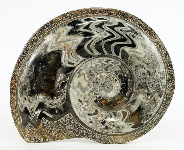 An Ammonite Nautilus Fossil. (1 of 1)