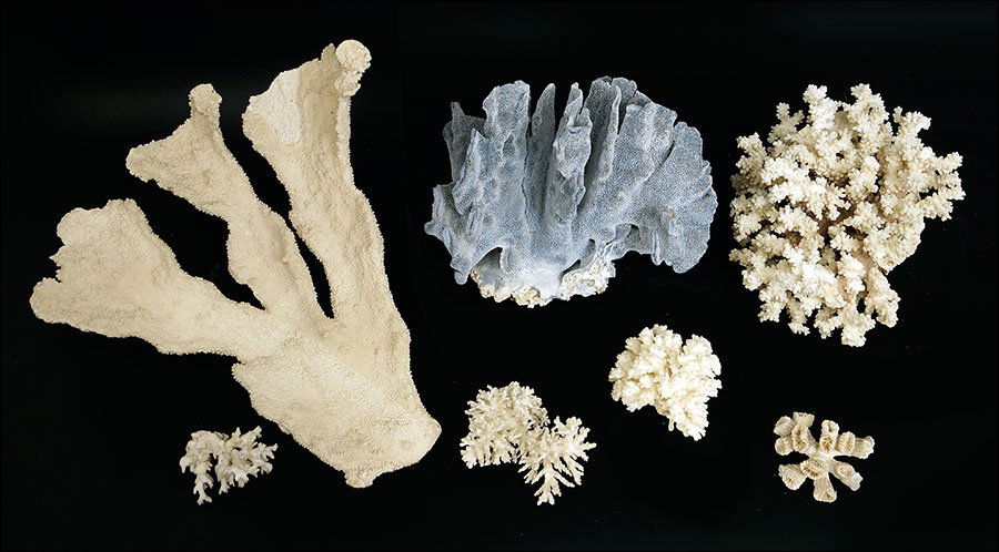 A Blue Coral Specimen. (1 of 1)