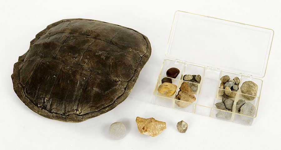 A Collection Of Fossils. (1 of 1)