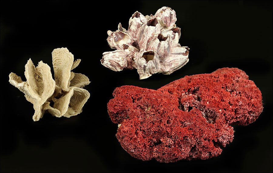 A Collection of Coral Specimens. (1 of 1)
