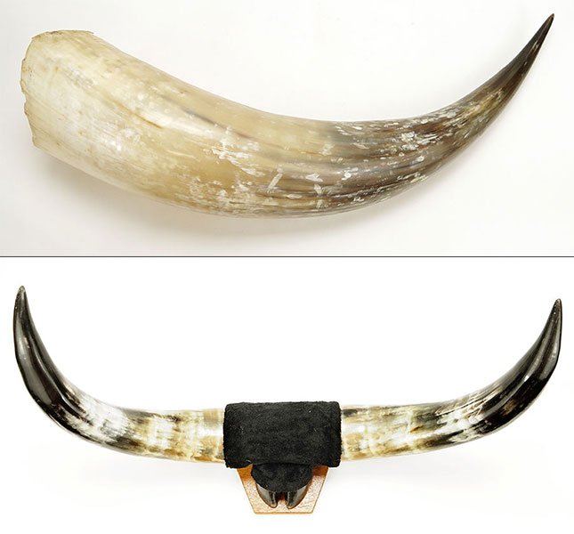 A Mounted Texas Longhorn. (1 of 1)