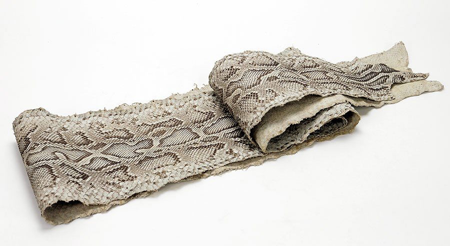 A Gray Python Skin. (1 of 1)