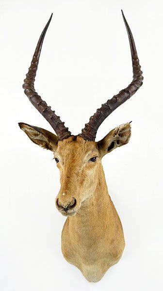 A Taxidermy Impala Head Mount. (1 of 1)