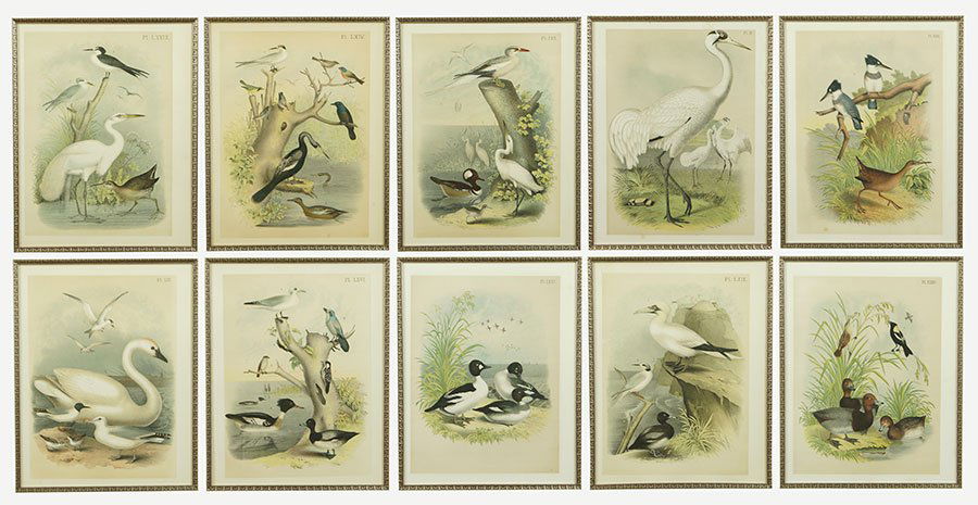 A Set of Ten Color Lithographs Depicting Birds. (1 of 1)