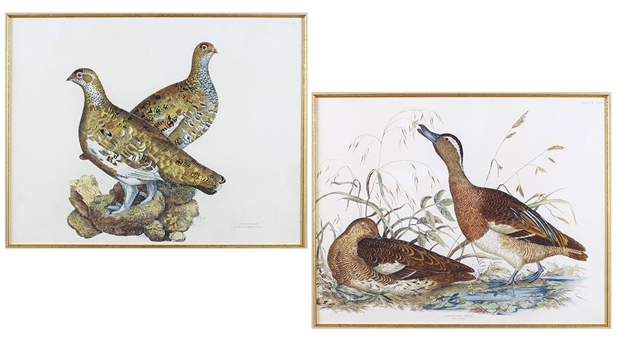 John Prideaux Selby (British, 1788-1861) Two (1 of 1)