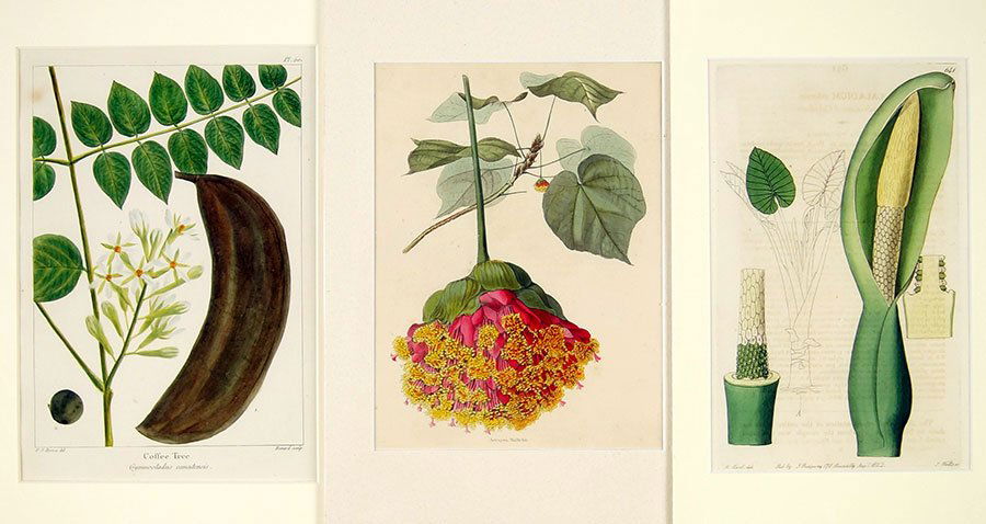 A Collection of 19th Century Botanical Prints. (1 of 1)
