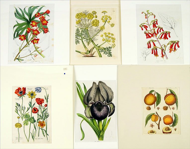 A Collection of 18th and 19th Century Botanical Prints. (1 of 10)