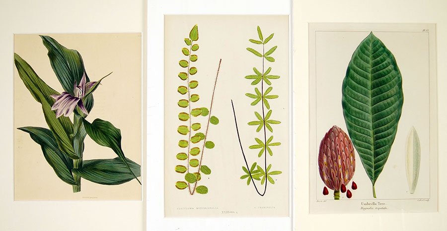 A Collection of Botanical Prints. (1 of 1)