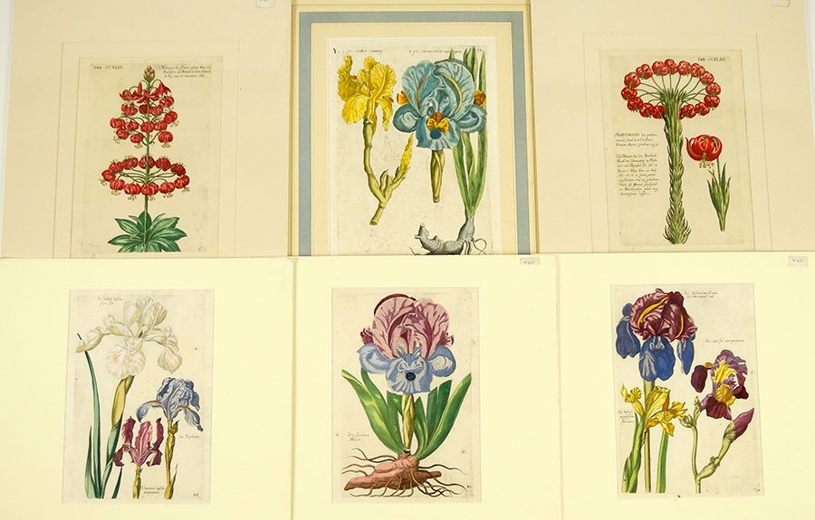 A Collection of Early German Botanical Prints. (1 of 7)