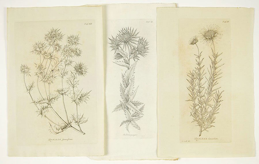 A Collection of Botanical Prints. (1 of 1)