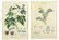 John Miller (German, 18th Century) Two Botanicals.