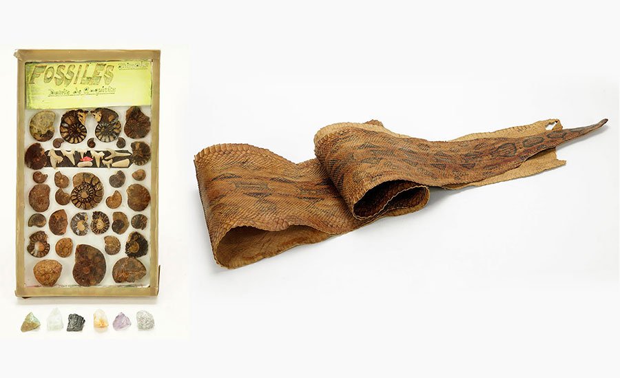 A Collection Of Ammonite Nautilus Fossils.: A Collection Of Ammonite Nautilus Fossils. In a small display box with shark teeth, together with unpolished stones of amethyst, aquamarine, emerald, citrine and quartz. Together with a red Python ski
