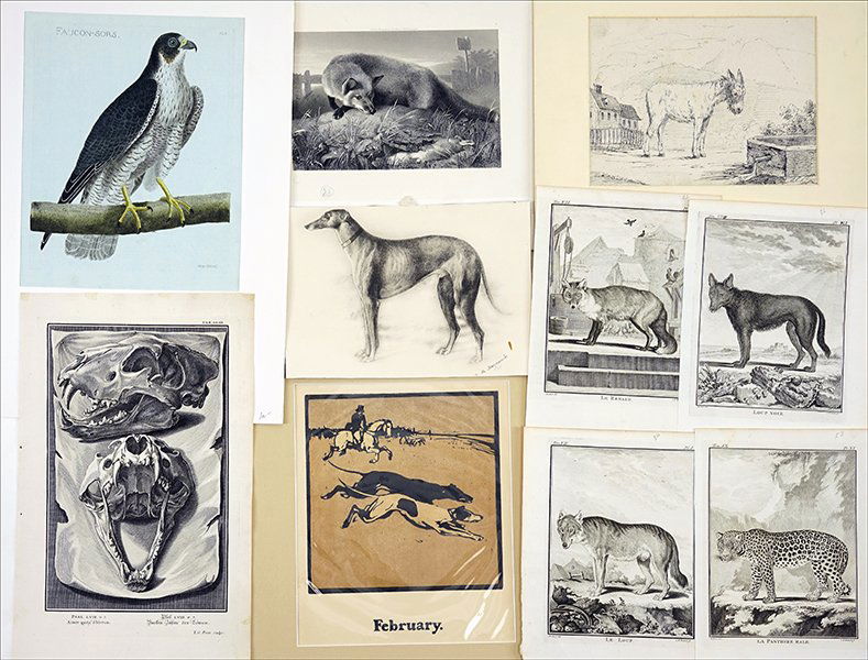 A Collection Of Animal Prints And Drawings. (1 of 1)