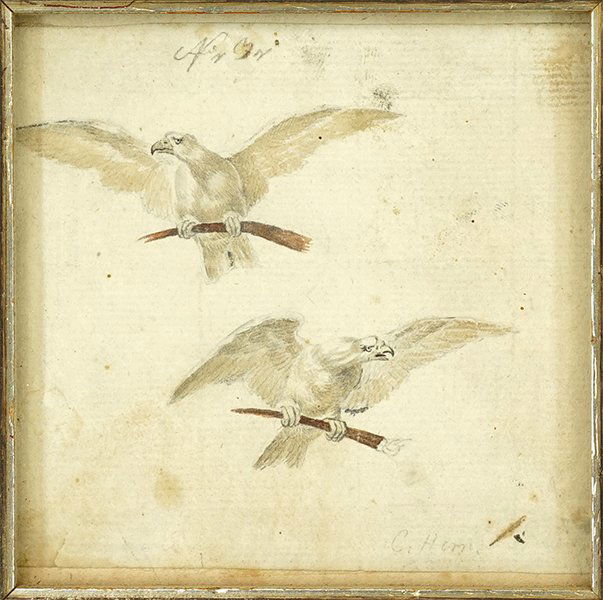 Artist Unknown (18th/19th Century) Two Eagles. (1 of 1)
