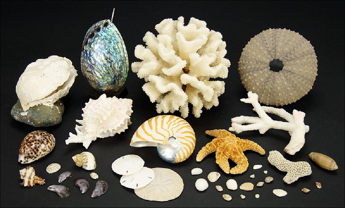 A White Coral Specimen. (1 of 1)