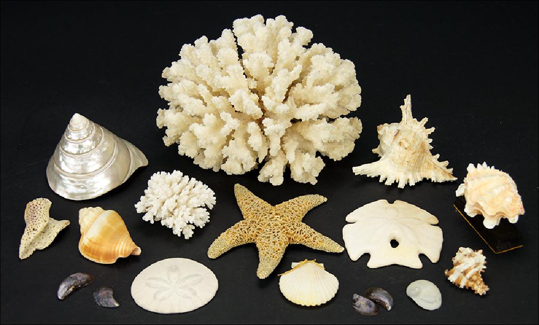 A Collection of Seashells. (1 of 1)