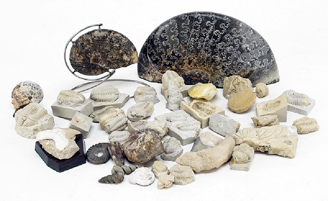 A Collection of Fossils. (1 of 1)